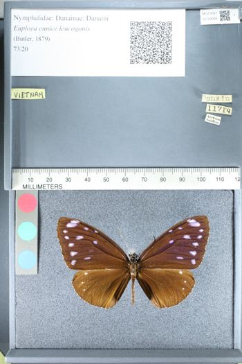 Media type: image;   Entomology 159068